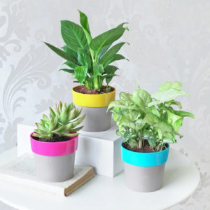 Plants